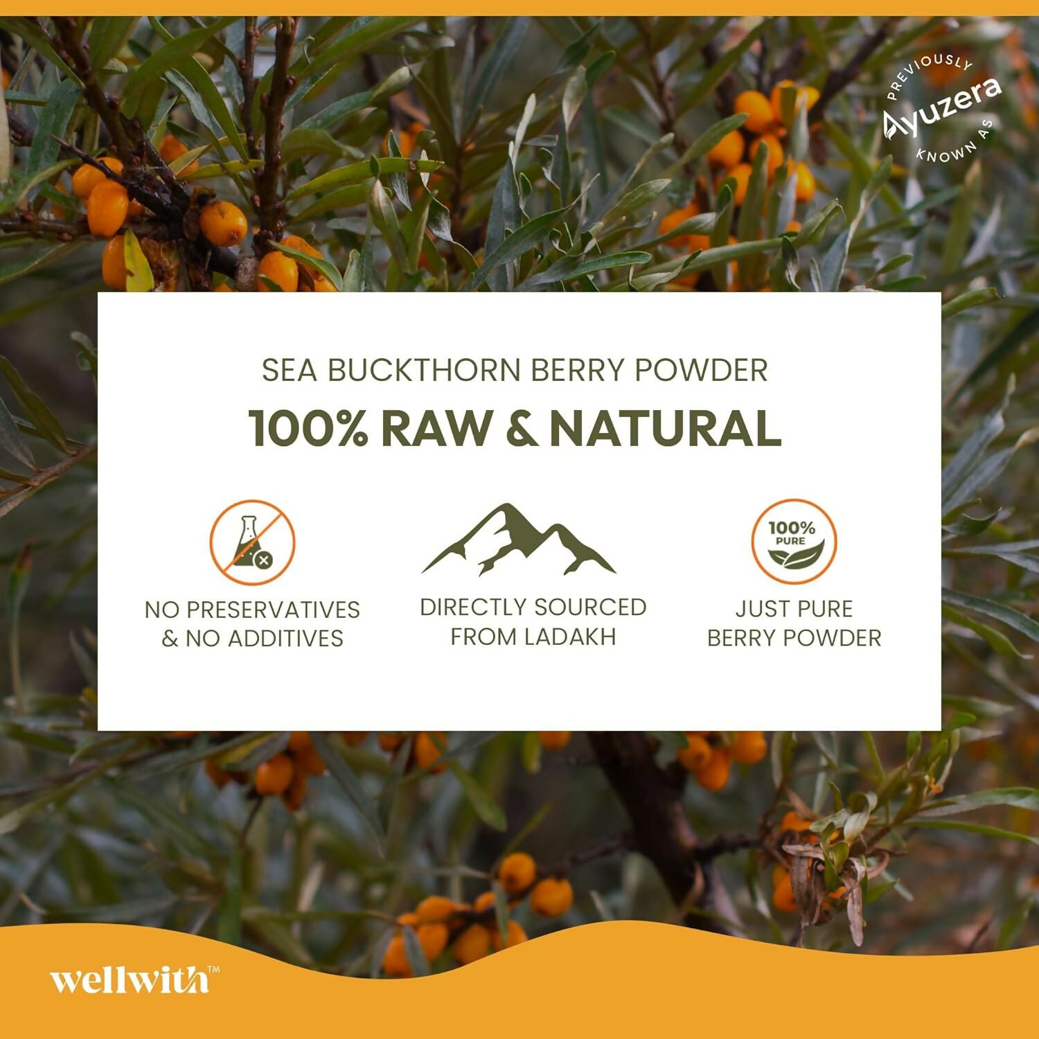 Wellwith Himalayan Sea Buckthorn Dry Berry Powder